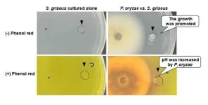 Scientists discover how fungi interact with soil actinomycetes