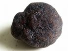 Scientists discover how jumping genes help black truffles adapt to their environment