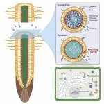 Scientists discover how plants fight major root disease