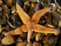 Scientists discover how starfish get ‘legless’