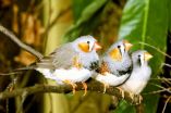 Scientists discover how the songbirds brain controls timing during singing