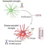 Scientists discover immune cell behavior that plays a key role in Alzheimers disease