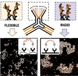 Scientists discover mechanism driving molecular network formation