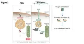 Scientists discover mechanism driving molecular network formation 3