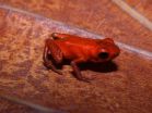 Scientists discover new poison dart frog species in Donoso, Panama