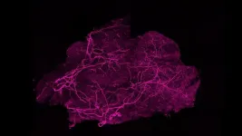 Scientists discover pathway that activates brown fat 2