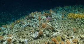 Scientists discover pristine deep-sea coral reefs in the Galápagos Marine Reserve