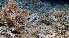 Scientists discover pristine deep-sea coral reefs in the Galápagos Marine Reserve 2