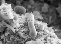 Scientists discover superbug's rapid path to antibiotic resistance