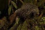 Scientists discover that for Australia the long-beaked echidna may not be a thing of the past