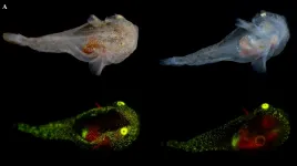 Scientists document first biofluorescent fish in the Arctic