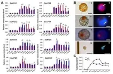 Scientists enhance understanding of dinoflagellate cyst dormancy 2