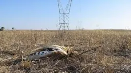 Scientists, farmers and managers work together to avoid the decline of the little bustard, an endangered steppe bird 2