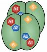 Scientists figure out staying power of HIV-fighting enzyme