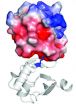 Scientists find a molecular clue to the complex mystery of auxin signaling in plants 2