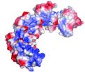 Scientists find a molecular clue to the complex mystery of auxin signaling in plants 3