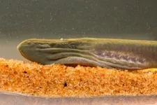 Scientists find ancient, endangered lamprey fish in Queensland, 1400 km north of its previous known range 2