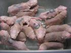 Scientists find differences in naked mole rats protein disposers