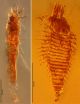 Scientists find oldest occurrence of arthropods preserved in amber