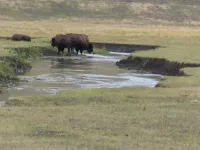 Scientists find that bison are impacting streams in Yellowstone National Park