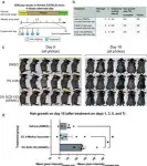 Scientists from IOCB Prague are on track of finding a treatment for autoimmune hair loss 2