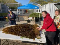 Scientists from the Woods Hole Oceanographic Institution identify heat-resistant kelp strain