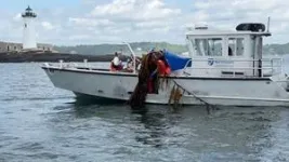 Scientists from the Woods Hole Oceanographic Institution identify heat-resistant kelp strain 2