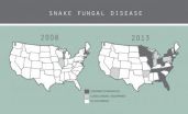 Scientists gear up to fight deadly snake fungal disease
