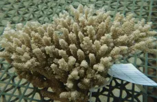 Scientists have cultured the first stable coral cell lines