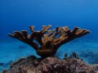 Scientists highlight the importance of nutrients for coral reefs