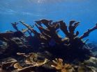 Scientists highlight the importance of nutrients for coral reefs 2