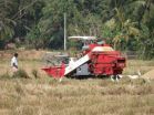 Scientists ID genes that could lead to tough, disease-resistant varieties of rice