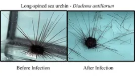 Scientists identify 2022 sea urchin killer 2