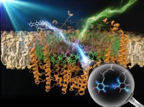 Scientists improve a photosynthetic enzyme by adding fluorophores