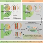 Scientists innovate breeding strategies to create climate-smart crops 2