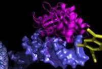 Scientists make pivotal discovery on mechanism of Epstein-Barr virus latent infection