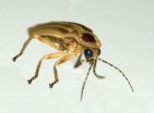 Scientists mimic fireflies to make brighter LEDs