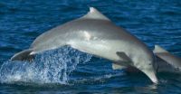 Scientists name new species of cetacean: The Australian humpback dolphin