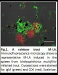 Scientists navigate uncharted waters in fish immunology research