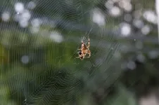 Scientists patent new microphone inspired by spider silk