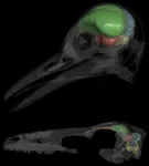 Scientists pinpoint growth of brain’s cerebellum as key to evolution of bird flight