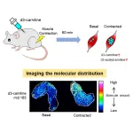 Scientists pinpoint where compound that helps metabolism hangs out in muscle cells