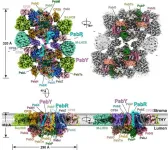 Scientists provide insights into Photosystem II under low-light conditions