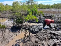 Scientists release new research on planted mangroves’ ability to store carbon