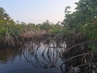 Scientists release new research on planted mangroves’ ability to store carbon 2