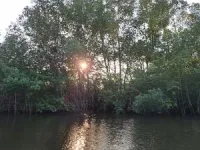 Scientists release new research on planted mangroves’ ability to store carbon 3