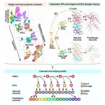 Scientists reveal origin of neuronal diversity in hypothalamus