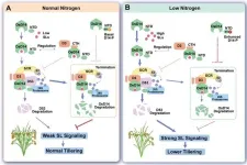 Scientists reveal strigolactone perception mechanism and role in tillering responses to nitrogen