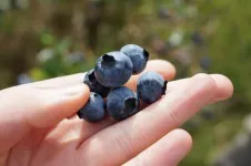 Scientists reveal why blueberries are blue