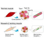 Scientists set sights on protein that controls skeletal muscle composition